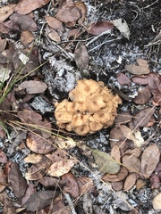 Desarmillaria caespitosa image