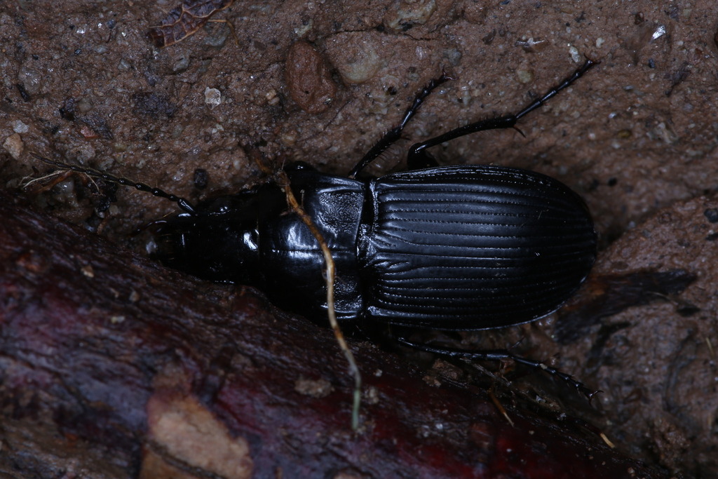 Abax carinatus
