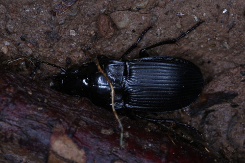 Abax carinatus