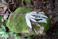 Cecropia pachystachya