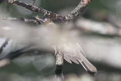 Bolemoreus frenatus