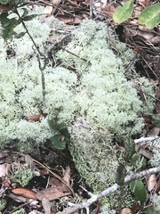 Cladonia evansii