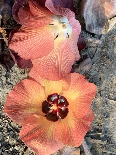 Hibiscus tiliaceus