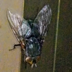 Calliphora vomitoria