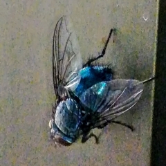 Calliphora vomitoria