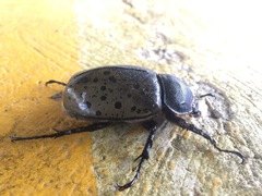 Dynastes hyllus