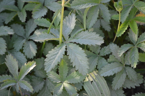 Penkiapirštė sidabražolė nuotrauka