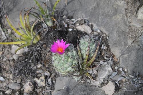 Cochemiea matehualensis