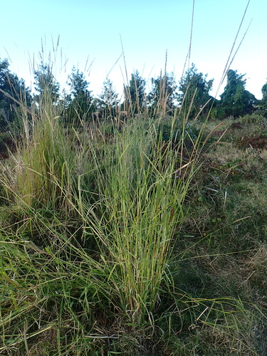 Setaria sphacelata