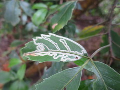 Pseudopanax macintyrei