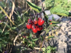 Solanum dulcamara