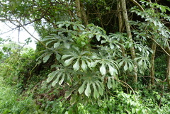 Cecropia pachystachya