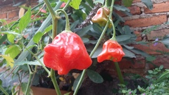 Capsicum baccatum pendulum