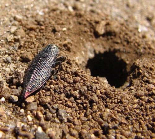 Eastern Poplar Buprestid