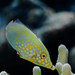 Red Sea Longnose Filefish - Photo (c) Rafi Amar, some rights reserved (CC BY-NC), uploaded by Rafi Amar