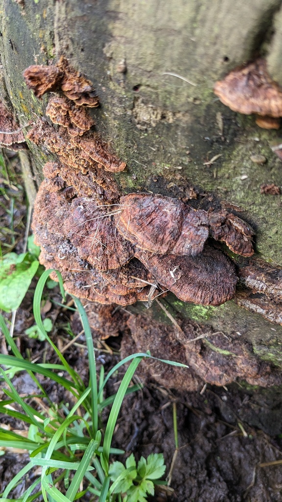 Fuscoporia gilva · June 2023 · photo: © atsushi_nakajima_cirque (iNaturalist, cc-by)