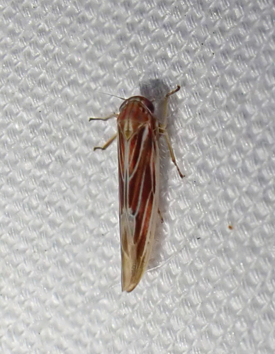 Balclutha rubrostriata observed 2023-06-10