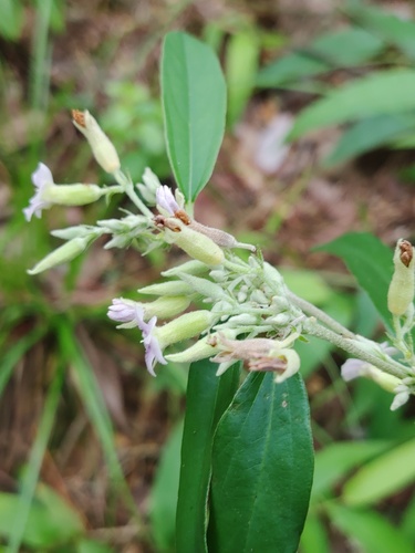 Helicteres angustifolia iNat (2)