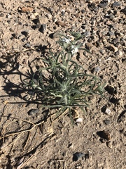 Cryptantha muricata