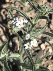 Cryptantha muricata