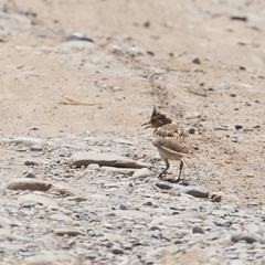 Galerida cristata