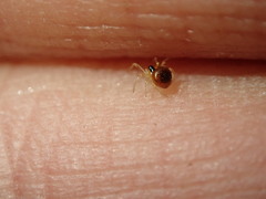 Theridula