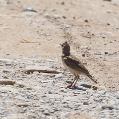 Galerida cristata