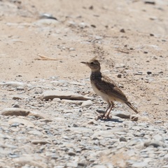 Galerida cristata