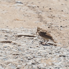 Galerida cristata