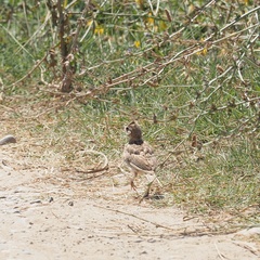 Galerida cristata