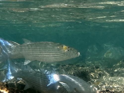 Bluespot mullet (Moolgarda seheli) — Mugilidae — 4