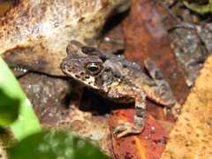 Incilius melanochlorus