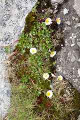 Ranunculus glacialis