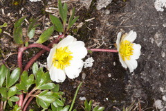 Ranunculus glacialis