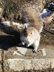 Sciurus carolinensis