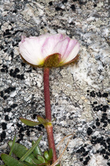 Ranunculus glacialis