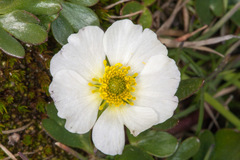 Ranunculus glacialis