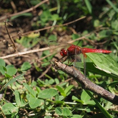 Crocothemis erythraea