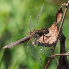 Crocothemis erythraea