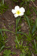 Ranunculus kuepferi