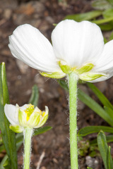 Ranunculus kuepferi
