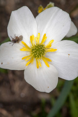 Ranunculus kuepferi