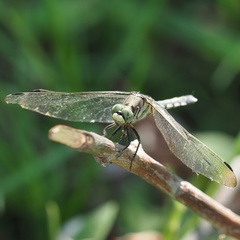 Orthetrum cancellatum