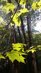 Acer binzayedii