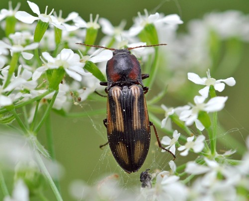 Kryžiuotasis Rugiaspragšis nuotrauka