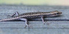 Buchanan's Snake-Eyed Skink photo 2