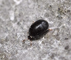 Cyllodes ater