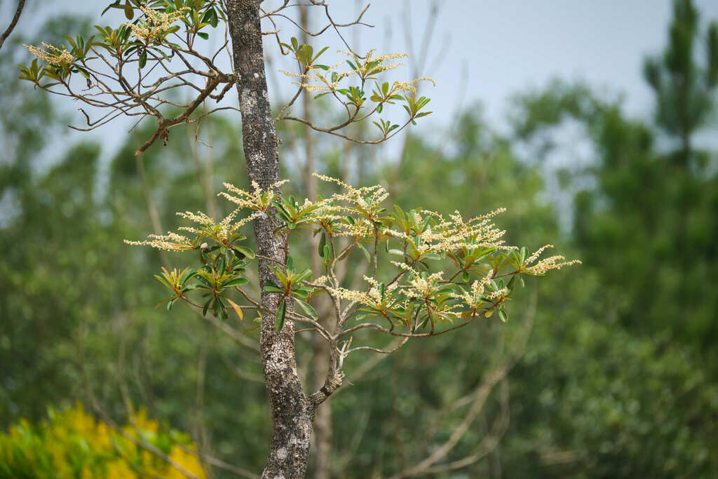 Clethra hondurensis from Cayo District, Belize on June 2, 2023 at 10:04 ...