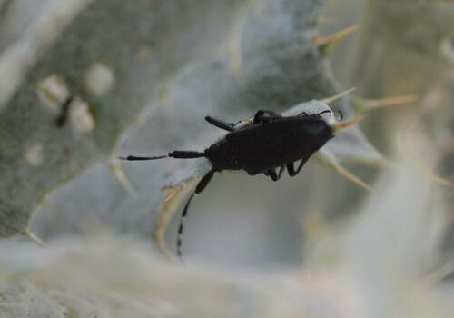 Agapanthia irrorata photo 5