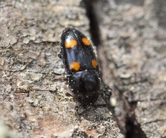 Glischrochilus hortensis